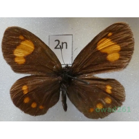 Erebia turanica Erschoff, 1877 Kyrghyzstan2n